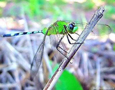 .:: Green Dragonfly ::.