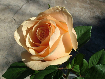 A peach rose (3)