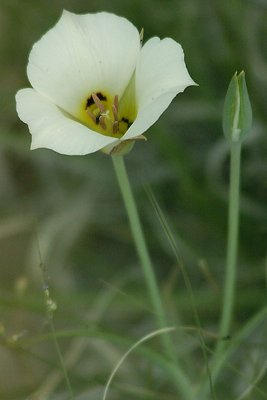 a lone  flower