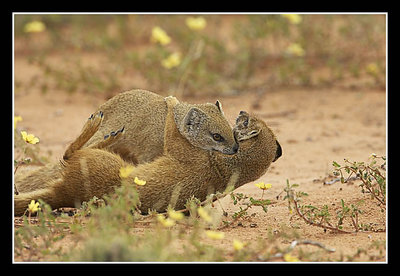 Two Yellow Mongoose Fighting