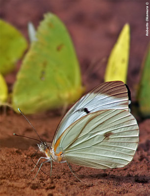 .:: Butterfly (13) ::.
