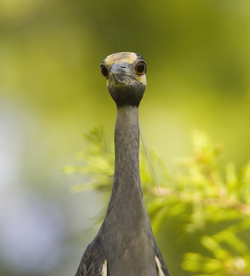 Yellow Crowned Night Heron