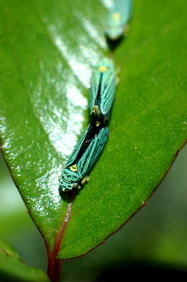 Leafhopper Love