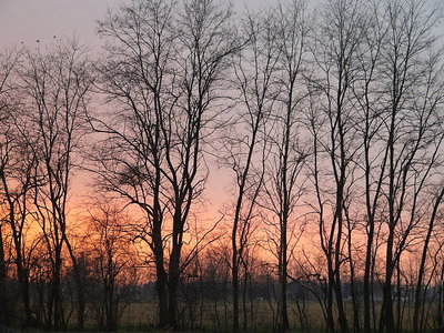 Alba tra gli alberi