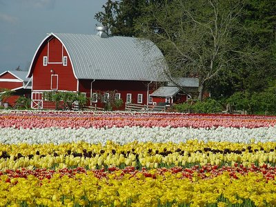 Spring Time at Washington State