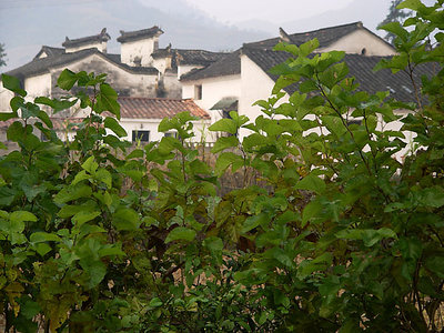 Countryside in AnHui