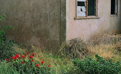 Red Geraniums