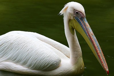 A Pelican