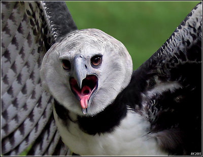 Harpy Eagle