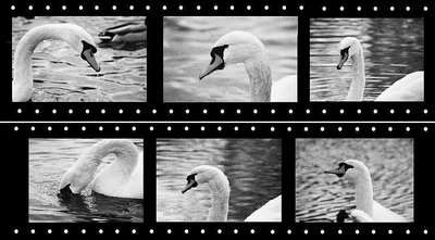 swans