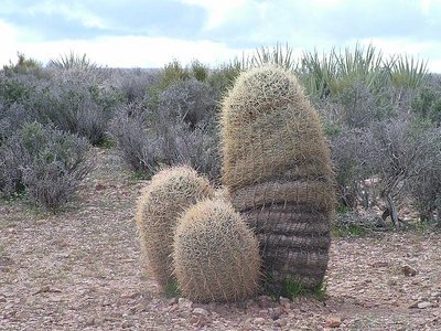 Prairie Porn