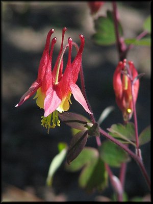 Wild Columbine