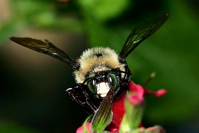 Carpenter  Bee  IV