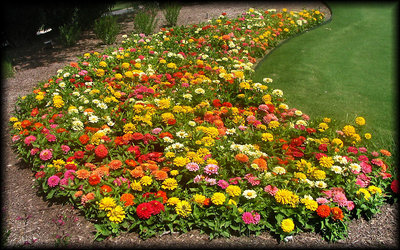 Zinnia Heaven...