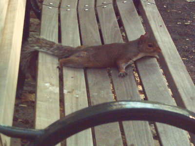 sleepy squirrel 