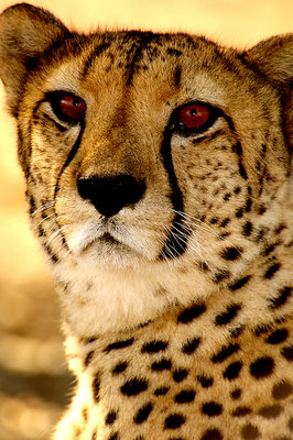 Cheetah - "what?"