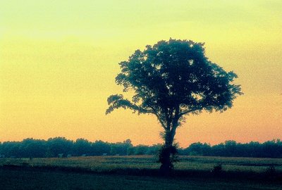 Lone Tree: Sundown> Comer, Ga 2005