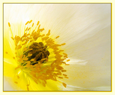 Cultivated poppy