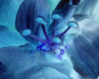 Blue Hibiscus