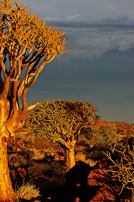 Sunset on Quiver Tree Forest