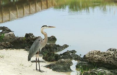 Heron by the bridge