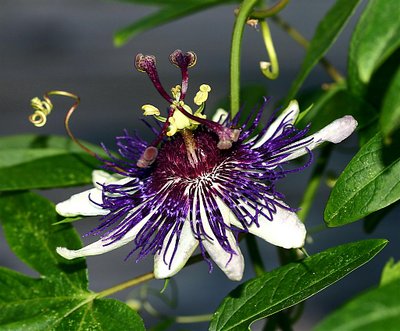 Passiflora Indigo Dream
