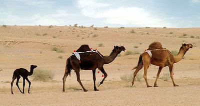 Desert Family