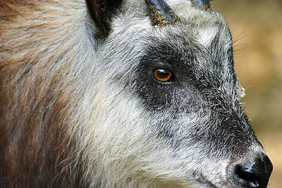 The Horned Beast