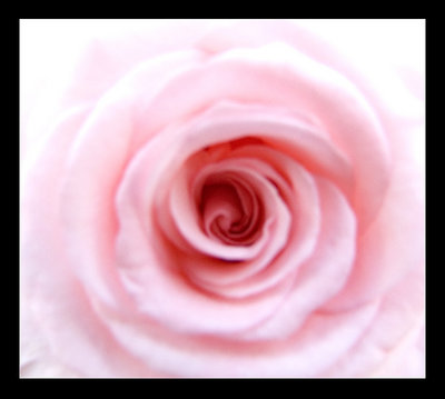 Soft, poetic rose