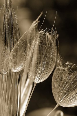 Parachutes