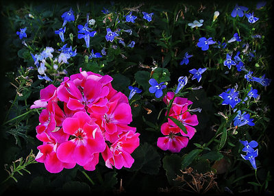 Geraniums and Friends