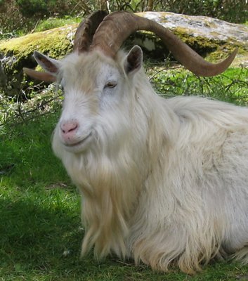 Billy the wild goat