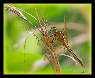 A Bi-Winged Fly