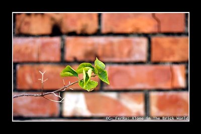 Alone In The Brick World