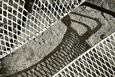 cought in the shadow net