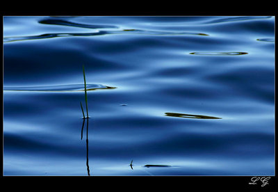 reflections in the velvety water
