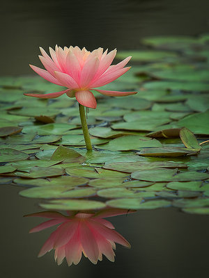 Lily Reflecting