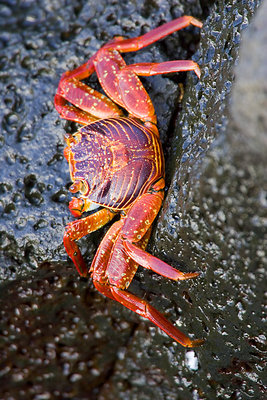 Sally Light Foot Crab - 05.23.05