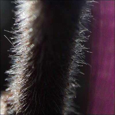 Staghorn Neck