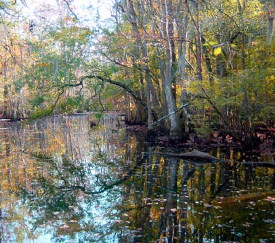 Reflections in a Swamp