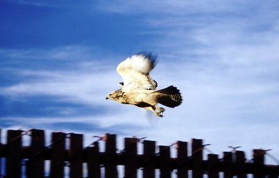 Falcon Flight