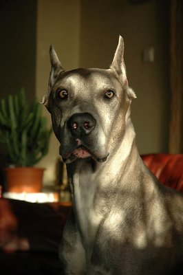 great dane