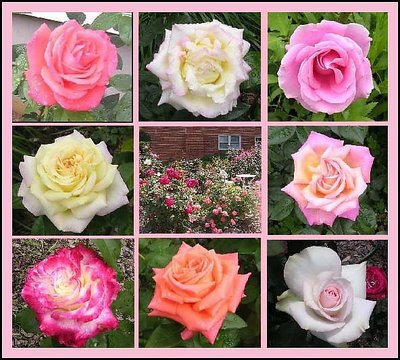 My friend's rose garden