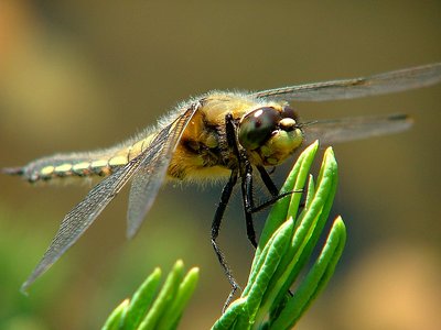 Dragon Fly