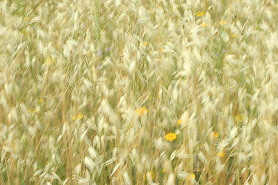 meadow in the wind