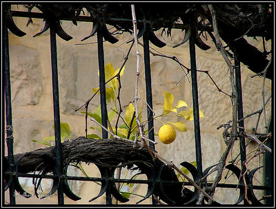 Lemon behind the bars