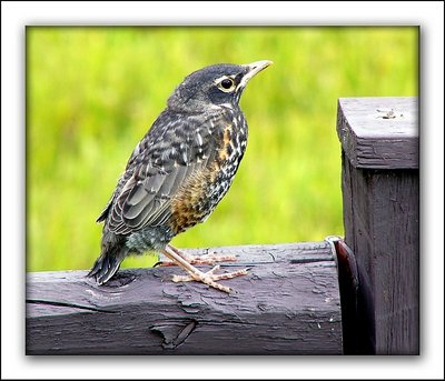 Fledgling Robin