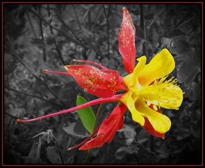 Corroded Columbine