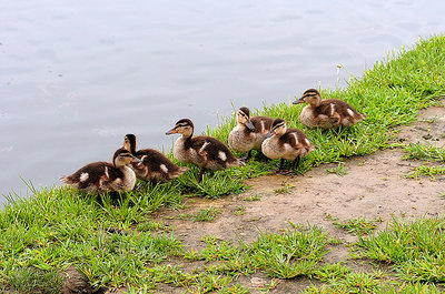 Natures babies