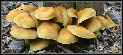 Fungi Cluster.